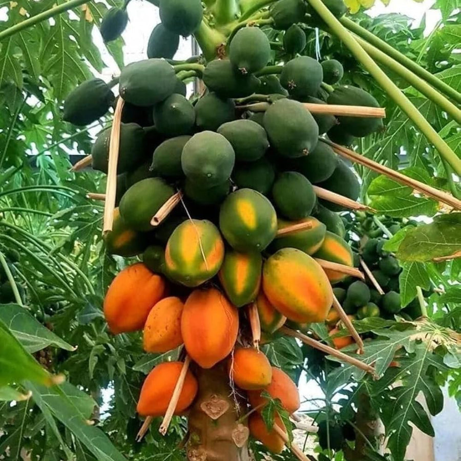 Red Papaya Tree Live, Tropical Papaya Fruit Plant 2 Feet Tall for Home Garden and Containers