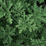 2PPP Citronella Live Plant, Citronella Herb Plant, 4-6 Inches Tall, Plant for Containers, Patios and Garden Growing