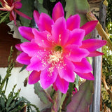 Epiphyllum Orchid Cactus Live Plant, Vibrant Blooming Orchird Cactus in 3.5" Pot, Compact, Cold Hardy, Low Maintenance (Pink Orchid Cactus)