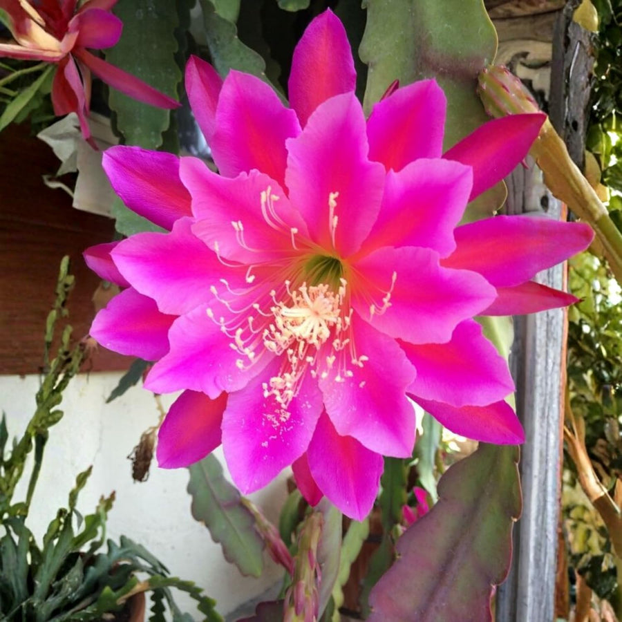 Epiphyllum Orchid Cactus Live Plant, Vibrant Blooming Orchird Cactus in 3.5" Pot, Compact, Cold Hardy, Low Maintenance (Pink Orchid Cactus)