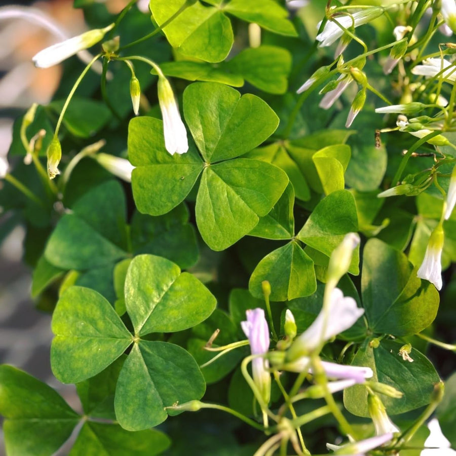 Green Shamrock Plant Live, Starter Oxalis Plant in 4" Pot, Easy Care Ornamental Houseplant for Patio, Container and Home Gardening