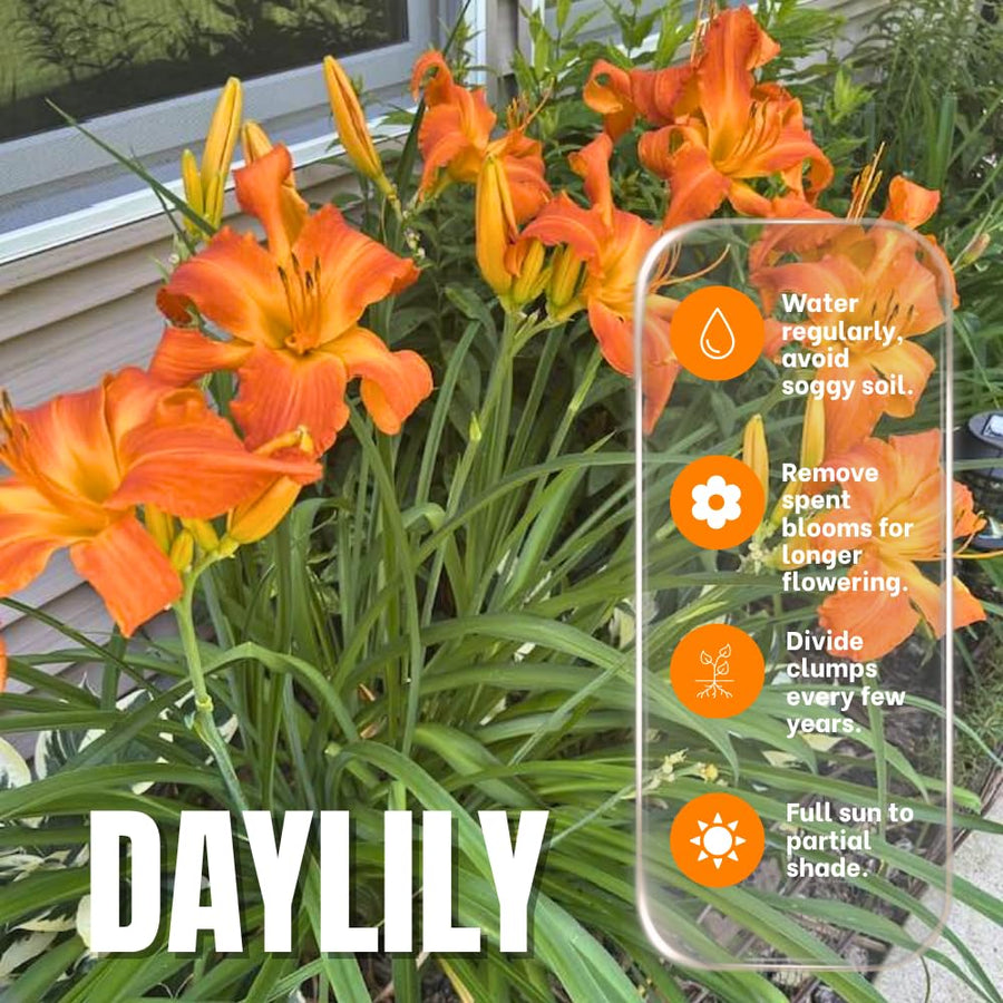 5 Orange Daylily Bulbs for Planting – Summer Hardy Daylilies for Garden Beds, Borders, and Outdoor Landscaping, Reblooming Perennial Flower Roots