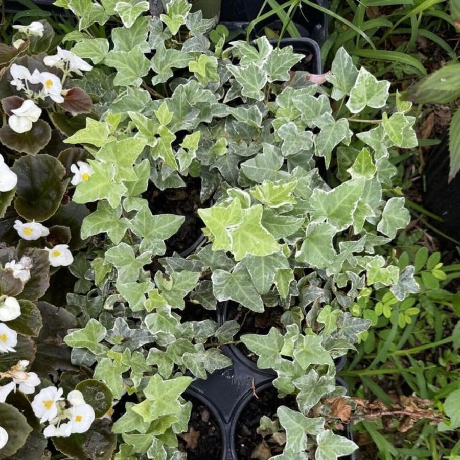 Variegated Ivy Live Plant in 6 Inch Pot, English Ivy Live Outdoor Indoor, Hardy Vine Plant Groundcover Houseplant