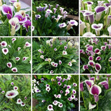 Set 3 White Purple Calla Lily Bulbs for Outdoor Planting, Ornamental Flowers for Patio Pots, Landscape Borders and Garden, Flower Bulbs for Growing