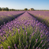 Lavender Plant Live in 3'' Pot, Fragrant Lavender Flowering Herb for Indoor Outdoor Planting, Ready to Grow (Purple Lavender)