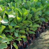Pink Guava Tree Live Plant, 3 to 6 Inc Tall, Well Rooted, 6 Months Old Guava Tree, Fragrant Guava for Planting, Cold Hardy
