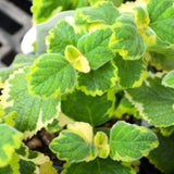1 Swedish Ivy Plant Live for Planting - Swedish Ivy Mint Seedlings - 4-9 Inch Tall, in 3" Pot