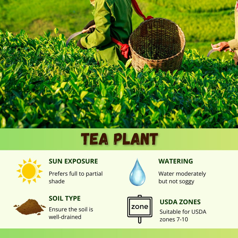 Tea Plant Live, Camellia Sinensis Plant, Green Tea Tree Full Rooted in 1 Gallon Pot, Fragrant White Flowers for Outdoor Growing