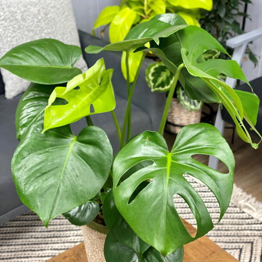 2 Monstera Deliciosa Philodendron Live Plant 5-9" Tall, Rare Tropical Indoor Houseplant Home Garden