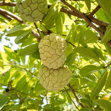 Live Custard Apple Tree, 2-3 Feet Tall Sugar Apple Fruit Plant in 1 Gallon Pot