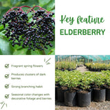 Elderberry Plant Live for Planting, Elderberry Plant Live, 2-3 Feet Tall, 1 Gallon Pot, Cold Hardy Berry Bush for Outdoor Garden