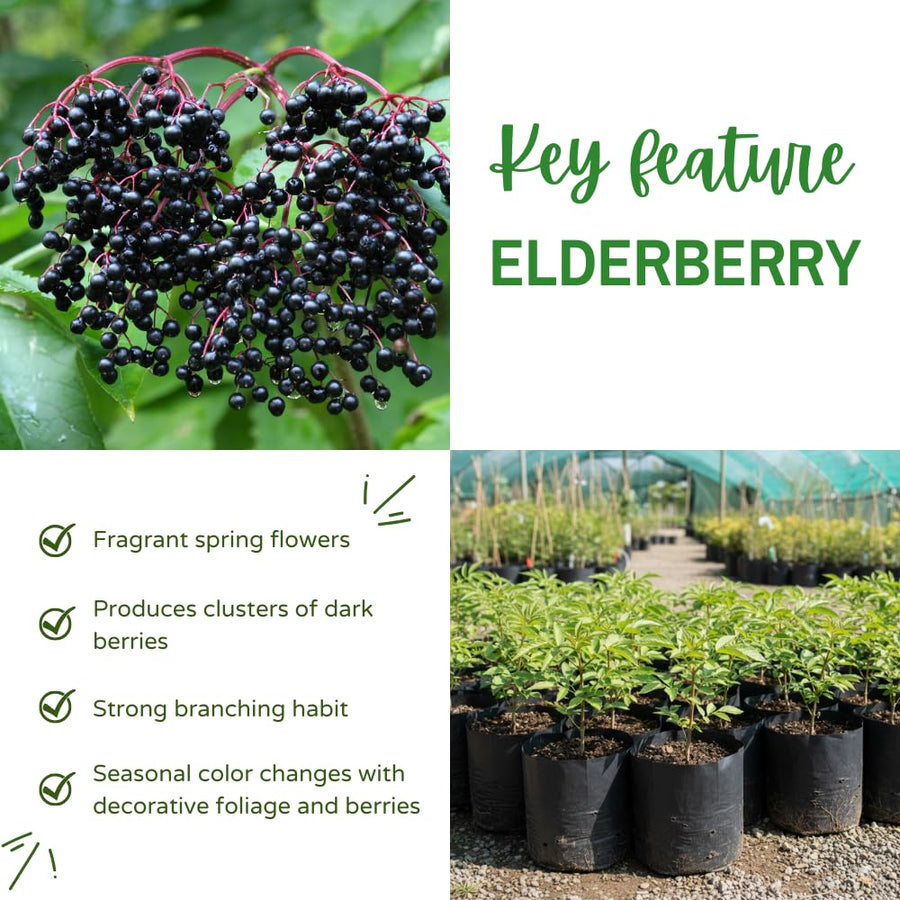 Elderberry Plant Live for Planting, Elderberry Plant Live, 2-3 Feet Tall, 1 Gallon Pot, Cold Hardy Berry Bush for Outdoor Garden