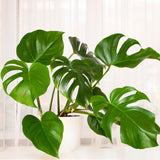 2 Monstera Deliciosa Philodendron Live Plant 5-9" Tall, Rare Tropical Indoor Houseplant Home Garden