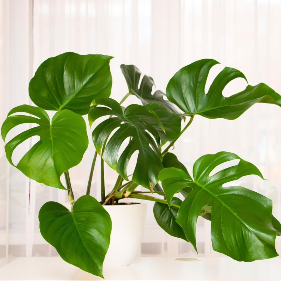 2 Monstera Deliciosa Philodendron Live Plant 5-9" Tall, Rare Tropical Indoor Houseplant Home Garden