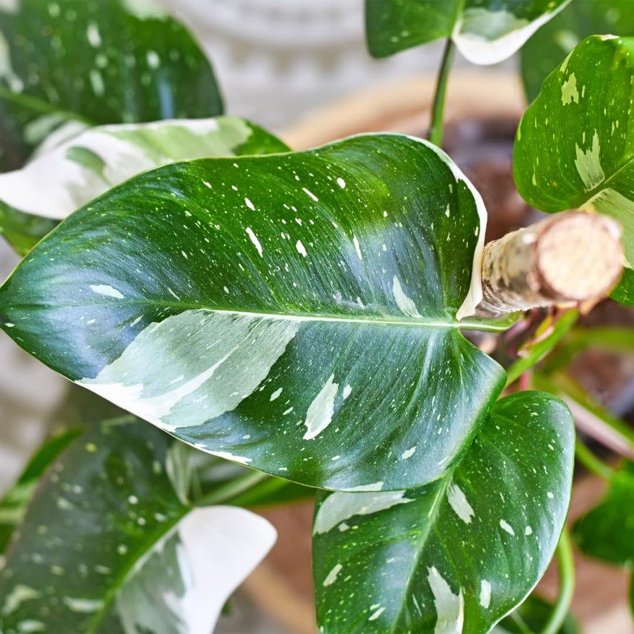 Set of 2 Live White Green Philodendron Plants in 4 Inch Pots, Tropical Indoor Houseplants with Variegated Foliage, Ready to Grow