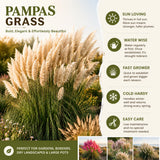 3 Pink Pampas Grass Plants Live, Hardy Ornamental Grass, Ready to Grow Pampas 4-8 Inches for Borders, Patios and Container Gardens