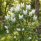 White Lilac Plants 12–18" Tall, Well Rooted Live Flowering Lilac Shrubs for Patio, Container and Backyard Landscaping