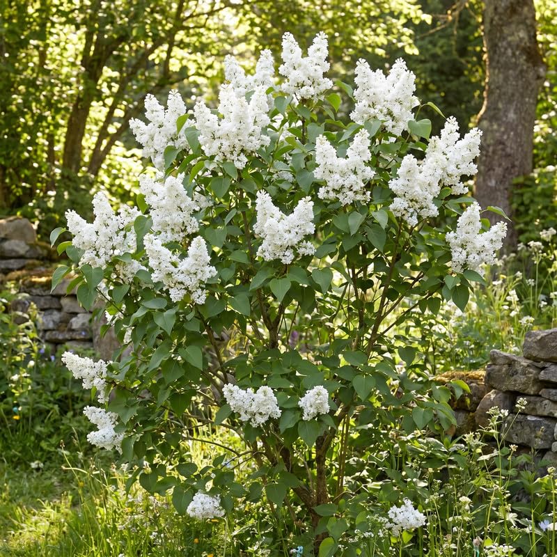 White Lilac Plants 12–18" Tall, Well Rooted Live Flowering Lilac Shrubs for Patio, Container and Backyard Landscaping