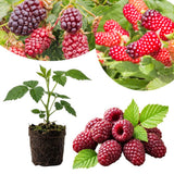 Boysenberry Live Plant, Full Rooted from 4-6 Inches Tall, Thornless Boysenberry, Edible Berry Fruit Plant for Outdoor Growing
