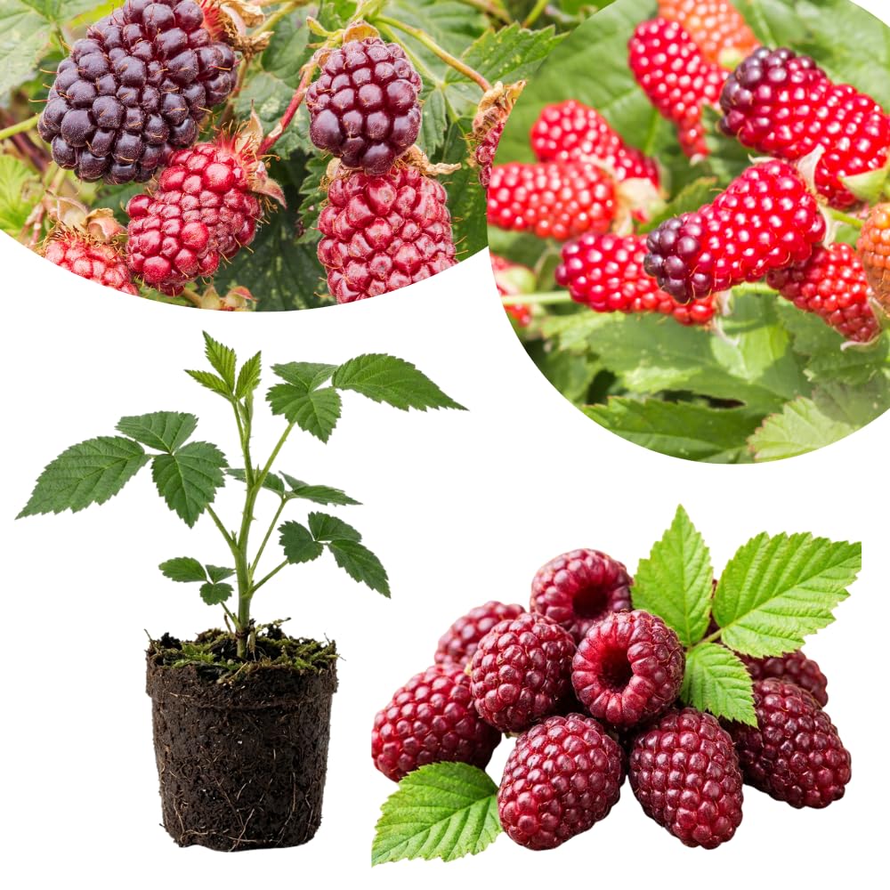 Boysenberry Live Plant, Full Rooted from 4-6 Inches Tall, Thornless Boysenberry, Edible Berry Fruit Plant for Outdoor Growing