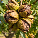 2 Pecan Trees 8-10'' Tall, Live Pecan Nut Trees for Outdoor Planting, Hardy Nut Tree Plants for Garden, Ready to Grow