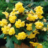 Begonia Live Plant Outdoor, Can Grow As Weeping Begonia, Yellow Begonia, Fast-Growing, Easy-Care Flowering Plant for Gardens Containers, 5-9” Tall, No Pot, Begonia Maculata Plants