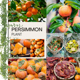 American Persimmon Tree Live Plant, Persimmons Fruit Plant Live, Zone 9 to 11, 5 to 7 Inc Tall Well Rooted