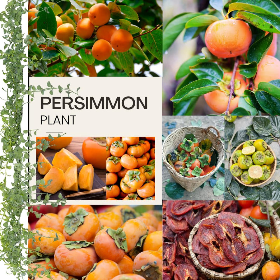 American Persimmon Tree Live Plant, Persimmons Fruit Plant Live, Zone 9 to 11, 5 to 7 Inc Tall Well Rooted