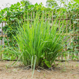Pack 2 Lemongrass Plants Live, Edible Fragrant Lemongrass Herb Plants Potted, Outdoor Growing