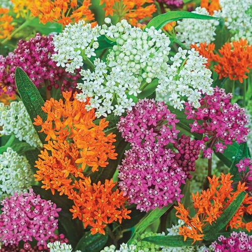 3 Live Milkweed Plants, Mix Asclepias Tuberosa Plant, Butterfly Milkweed Plants Live for Growing Indoor Outdoor