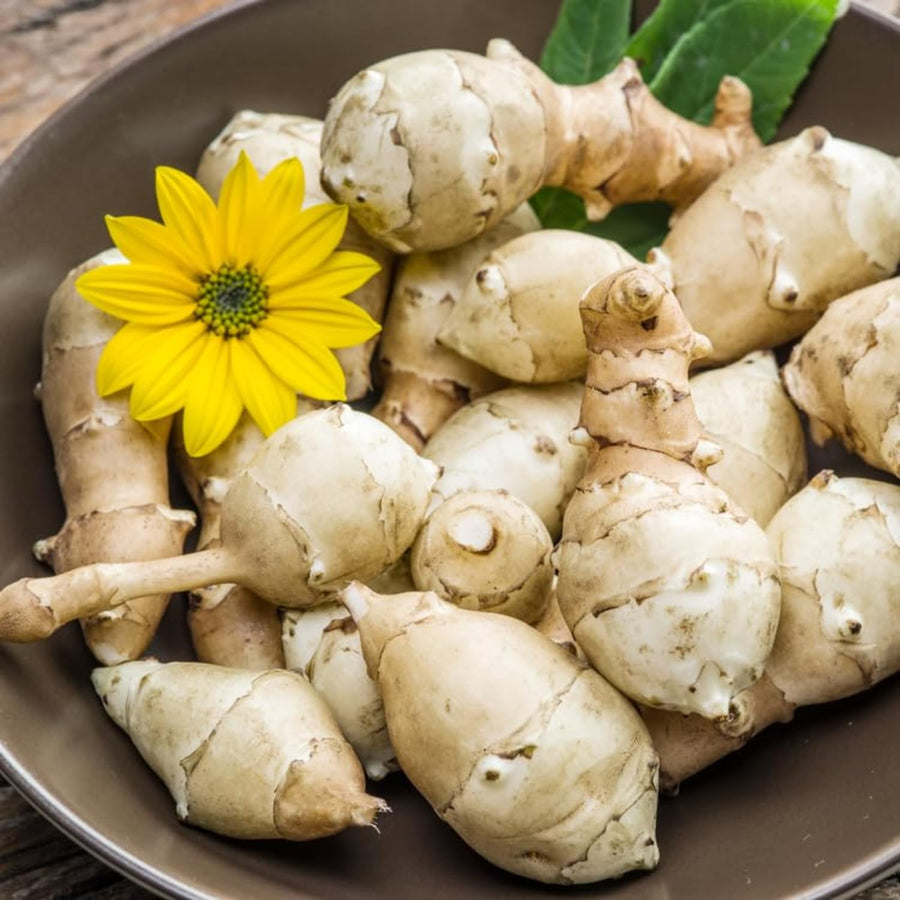 1 Lb Sunchoke Tubers, Jerusalem Artichoke for Planting, Hardy Perennial Tubers, Easy Grow, Outdoor Planting