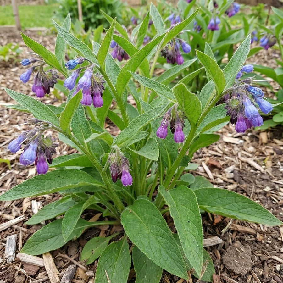 5 Comfrey Bocking 14 Live Roots, Fast Growing Perennial Herb Plant for Garden, 4 Inches Cuttings