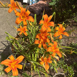Pack 10 Daylily Bulbs for Planting Spring, Fast Blooming Hardy Perennial Lily Bare Roots for Outdoor Growing (Apricot Day Lily)