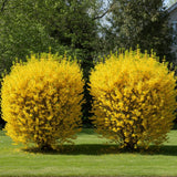 Lynwood Gold Forsythia Bush in 4 Inch Pot, Yellow Lynnwood Bushes, Yellow Flowering Shrub, 4-7" Tall for Planting