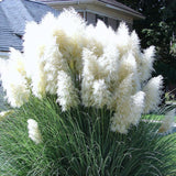 Pack 2 Pampas Grass Plants, Live Pampas Perennial Grasses 4-8 Inches, Ornamental Grass for Outdoor Garden Landscaping - White Pampas
