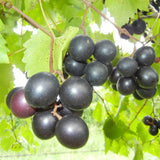 2 Muscadine Grape Vine Plants Live for Planting, Grape Plant Live Grape Tree, 4" Pot, Grape Fruit Tree