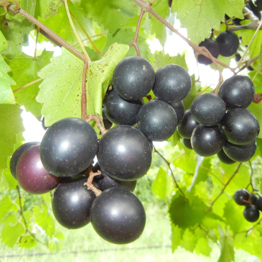2 Muscadine Grape Vine Plants Live for Planting, Grape Plant Live Grape Tree, 4" Pot, Grape Fruit Tree