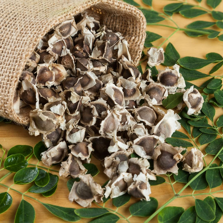 100 Moringa Oleifera Seeds for Planting, Fast Growing Tree Seeds, Suitable for Outdoor Garden Growing