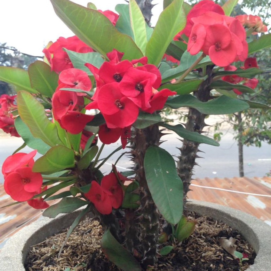 Red Euphorbia Crown of Thorns Plant Live, Crown of Thorns Live Plant, 4 Inc Potted, Succulent Plant Live for Gardening, Red Flower