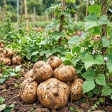 96 Jicama Seeds for Planting, Heirloom Jicama Seed, Strong Climbing Plant, Vegetable Garden