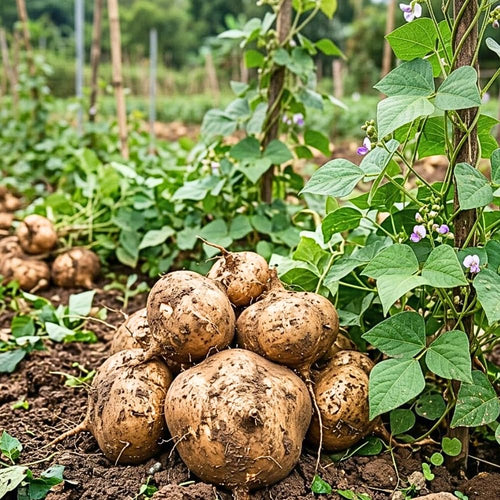 96 Jicama Seeds for Planting, Heirloom Jicama Seed, Strong Climbing Plant, Vegetable Garden
