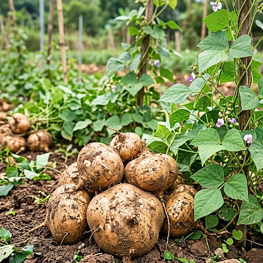 96 Jicama Seeds for Planting, Heirloom Jicama Seed, Strong Climbing Plant, Vegetable Garden