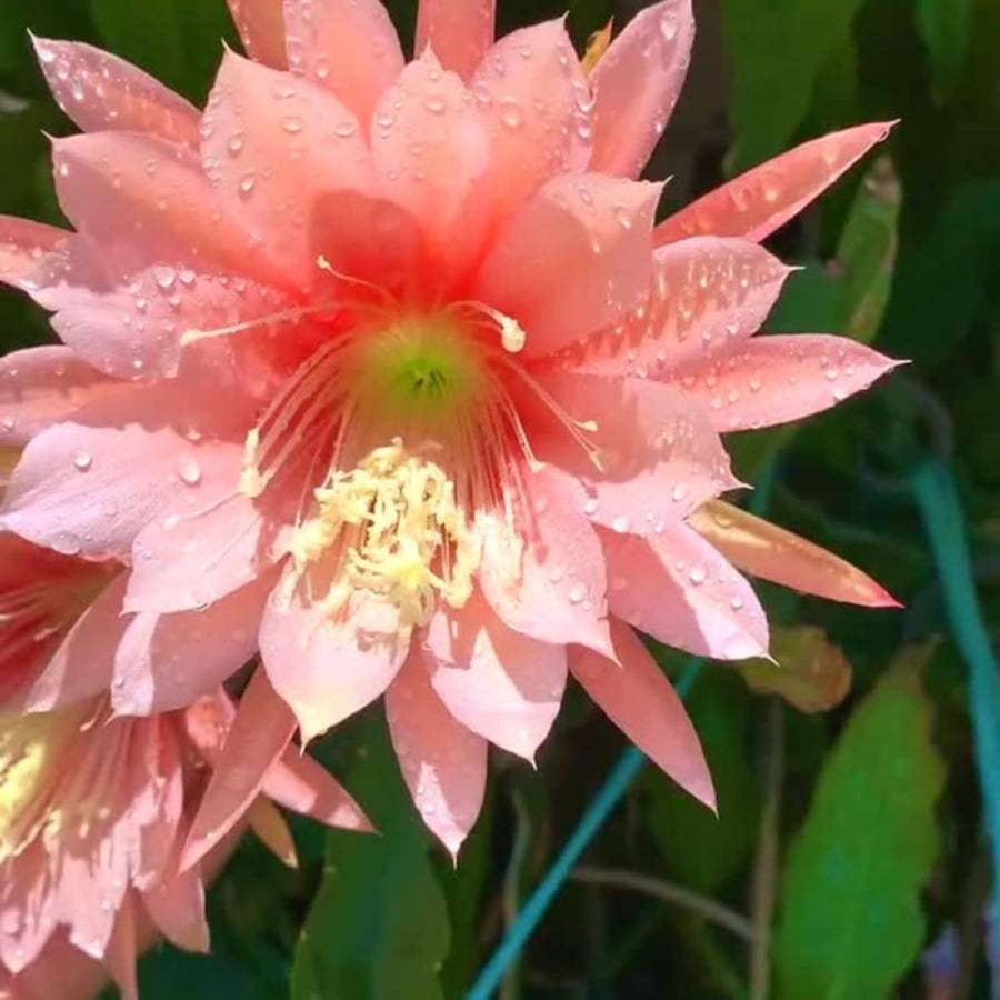 2 Salmon Epiphyllum Orchid Cactus Live Plants, 6-8" in Tall Succulent for Indoor Outdoor Home Decor, Cold Hardy, Spring Planting