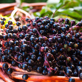 Elderberry Bush Live Plant, 1.5-2.5 Ft Tall, Sweet Fruit Tree, Elderberry Plants Live for Planting, Cold Hardy, 1 Gal Pot