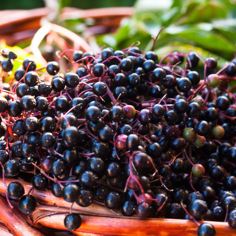 Elderberry Bush Live Plant, 1.5-2.5 Ft Tall, Sweet Fruit Tree, Elderberry Plants Live for Planting, Cold Hardy, 1 Gal Pot