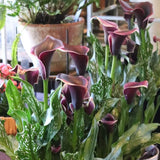 Set of 3 Black Calla Lily Bulbs for Planting, Ornamental Flower Bulbs for Garden Beds, Patio Pots, Flower Bulbs for Growing