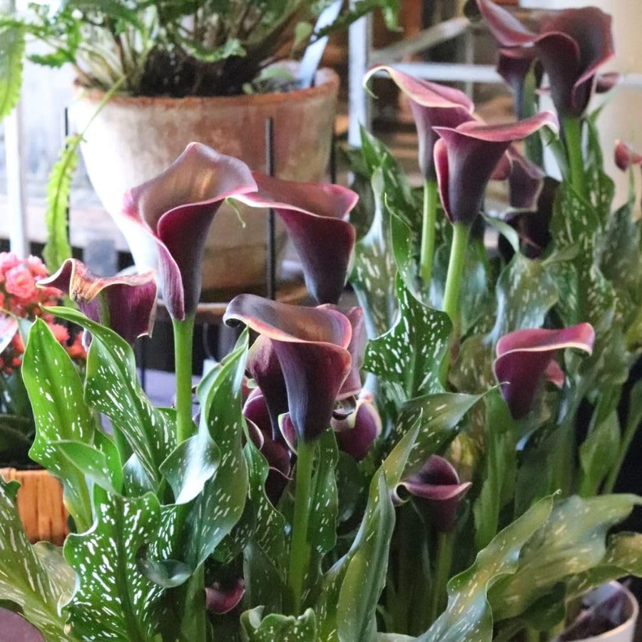 Set of 3 Black Calla Lily Bulbs for Planting, Ornamental Flower Bulbs for Garden Beds, Patio Pots, Flower Bulbs for Growing
