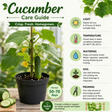 Live Green Cucumber Plant Live, Cucumber Vegetable Plant, 6-8 Inches Tall in 4 Inch Pot, Vine Vegetable Plants for Garden Beds and Containers
