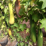 Pack 70 Luffa Sponge Gourd Seed for Planting, Luffa Vegetable Seeds for Planting, Loofah Seed