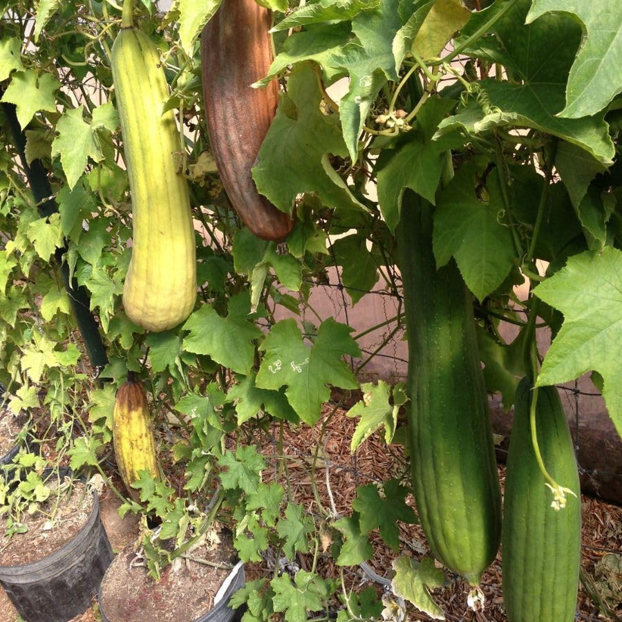 Pack 70 Luffa Sponge Gourd Seed for Planting, Luffa Vegetable Seeds for Planting, Loofah Seed